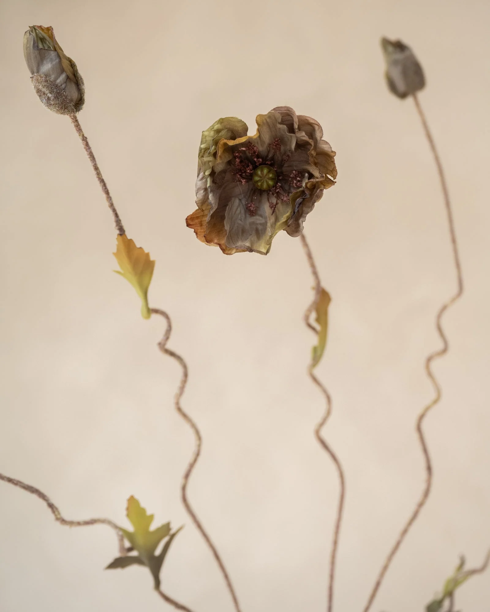 Bloomingville Kunstbloemen Poppy Stem Brown - Image 3