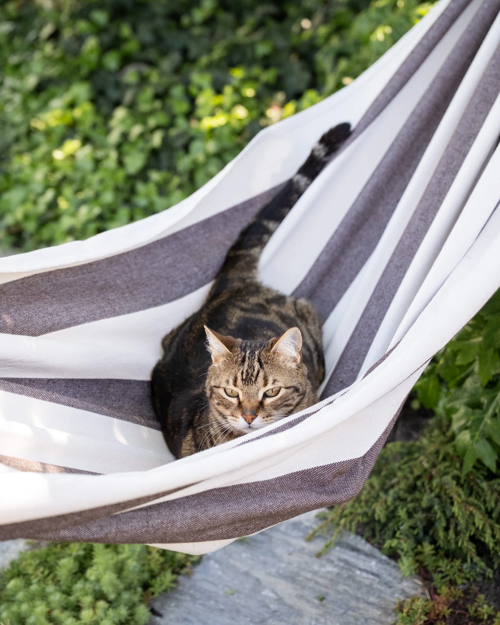 Hammock Striped Brown - Image 4